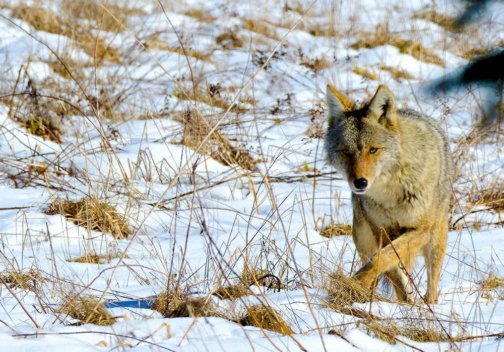 Coyote Hunting